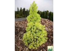 144,8.  Picea glauca Biesenthaler Fruhling_P10,5 rond.jpg