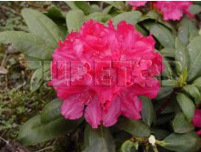 Rhododendron yakushimanum Astrid    -24C 5 ltr 20-25 &#8364; 16,37 1 228,05..jpg