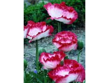 Papaver orientale Place Pigalle Мак восточный Плейс Пигалль &#8364; 1,57 114,61руб..jpg
