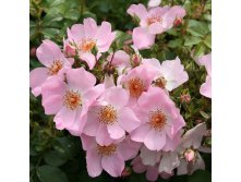 Rosa groundcover Sweet Haze.jpg