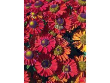 Helenium Ruby Charm Гелениум Руби Шарм &#8364; 1,19 86,87руб..jpg