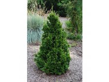 86,7.  Thuja plicata Can-Can_P9 20-25.jpg