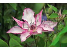 Clematis hybriden Omoshiro Клематис гибридный Омоширо 2 (слабая) 2 ltr &#8364; 6,57 492,58р..jpg