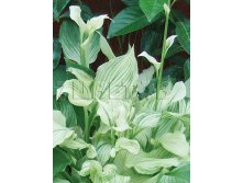 Hosta White Feather Хоста Уайт Фезэ &#8364; 1,36 99,28руб..jpg
