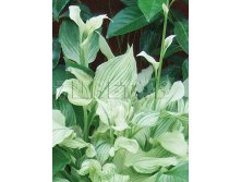 Hosta White Feather    &#8364; 1,36 99,28..jpg