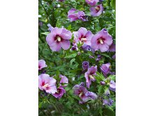 Hibiscus syriacus RUSSIAN VIOLET Floru  7,5 120-140-18,87.jpg