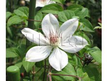 Clematis hybriden Henryi Клематис гибридный Генри 2 (слабая) 2 ltr &#8364; 6,04 453,21р..jpg