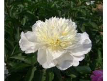 Paeonia lactiflora White Пион молочноцветковый Уайт &#8364; 2,29 167,17руб..jpg