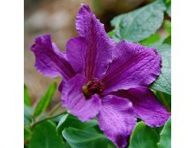 Clematis hybriden Marcelina Клематис гибридный Марселина 3 (сильная) 2 ltr &#8364; 6,04 453,21р..jpg