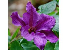 Clematis hybriden Marcelina    3 () 2 ltr &#8364; 6,04 453,21..jpg