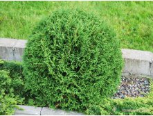 76,1.  Thuja occidentalis Tiny Tim.jpg