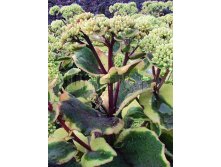 Sedum Ice Ruffles Седум Айс Раффлз &#8364; 1,46 106,58руб..jpg