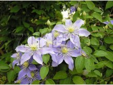 Clematis viticella Justa Клематис фиолетовый Юста 3 (сильная) 2 ltr &#8364; 6,04 453,21р..jpg