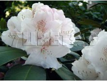 Rhododendron yakushimanum Schneekrone    -25C 5 ltr 20-25 &#8364; 16,37 1 228,05..jpg