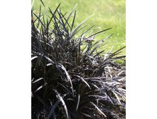 Ophiopogon planiscapus Nigrescens    &#8364; 1,49 108,77..jpg