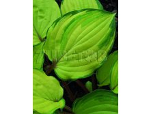 Hosta Paradise Island    &#8364; 2,27 165,71..jpg