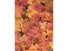 Heuchera Caramel Гейхера Карамель &#8364; 2,48 181,04руб..jpg