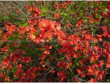  Chaenomeles superba Crimson and Gold 3 30-40-4,17.jpg