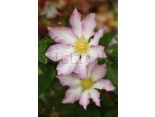 Clematis hybriden Frau Susanne Клематис гибридный Фрау Сюзанн 2 (слабая) 2 ltr &#8364; 6,04 453,21р..jpg