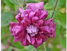 Clematis viticella Purpurea Plena Elegans Клематис фиолетовый Пурпуреа Плена Элеганс 3 (сильная) 2 ltr &#8364; 6,04 453,21р..jpg