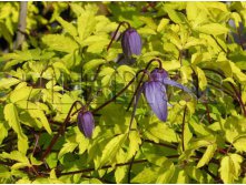 Clematis alpina Stolwijk Gold Клематис альпийский Стольвик Голд 1 (без обрезки) 2 ltr &#8364; 6,57 492,58р..jpg