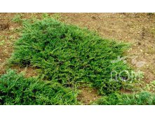 86,7.  Juniperus horizontalis Prostrata.jpg