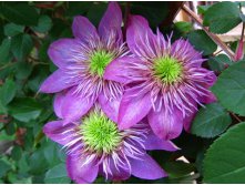 Clematis hybriden Kaiser Клематис гибридный Кайзер 2 (слабая) 2 ltr &#8364; 6,57 492,58р..jpg