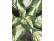 Hosta Enterprise Хоста Энтерпрайс &#8364; 2,27 165,71руб..jpg