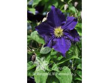 Clematis hybriden Viola Клематис гибридный Виола 3 (сильная) 2 ltr &#8364; 6,04 453,21р..jpg