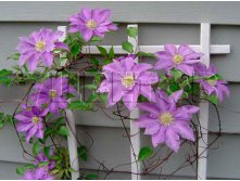 Clematis hybriden H.F. Young Клематис гибридный Х. Ф. Янг 2 (слабая) 2 ltr &#8364; 6,04 453,21р..jpg