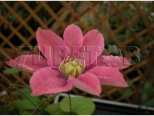 Clematis hybriden Little Mermaid Клематис гибридный Литтл Мермэд 2 (слабая) 2 ltr &#8364; 6,04 453,21р..jpg