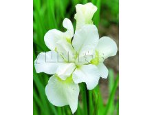 Iris sibirica Gull s Wing     &#8364; 0,77 56,21..jpg