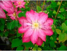 Clematis hybriden Asao Клематис гибридный Асао 2 (слабая) 2 ltr &#8364; 6,04 453,21р..jpg