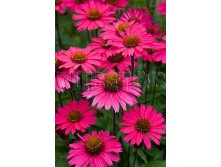 Echinacea purpurea Sensation Pink Эхинацея пурпурная Сенсейшн Пинк &#8364; 2,85 208,05руб..jpg