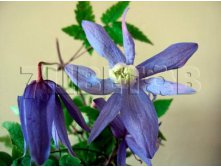 Clematis alpina Frankie Клематис альпийский Фрэнки 1 (без обрезки) 2 ltr &#8364; 6,04 453,21р..jpg