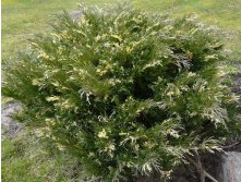 128,9.  Juniperus sabina Variegata.jpg