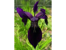 Iris chrysographes  - (-) &#8364; 1,27 92,71..jpg