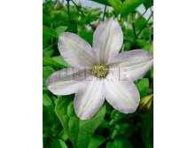 Clematis hybriden Huldine    3 () 2 ltr &#8364; 6,04 453,21..jpg