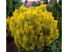 403,5.  Pinus mugo Golden Glow ( 1,5)