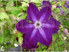 Clematis viticella Night Veil Клематис фиолетовый Найт Виэль 3 (сильная) 2 ltr &#8364; 6,04 453,21р..jpg
