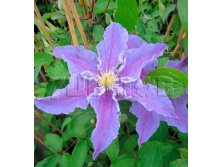 Clematis hybriden Beata Клематис гибридный Беата 3 (сильная) 2 ltr &#8364; 6,04 453,21р..jpg