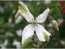 Clematis viticella Alba Luxurians Клематис фиолетовый Альба Лакшурианс 3 (сильная) 2 ltr &#8364; 6,04 453,21р..jpg