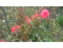 20160707 133750.jpg