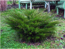 92.  Juniperus media Mint Julep.jpg