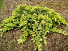 96,2.  Juniperus horizontalis Golden Carpet_P10,5 rond.jpg