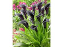 Calla OdessaКалла Одесса &#8364; 1,32 96,36 &#8381;.jpg