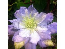 Clematis hybriden Diamond Ball Клематис гибридный Даймонд Болл 2 (слабая) 2 ltr &#8364; 6,57 492,58р..jpg