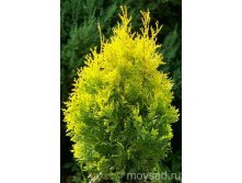  Thuja occidentalis Salland-86,70