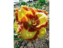 Hemerocallis Lady Betty Fretz     &#8364; 2,27 165,71..jpg