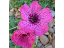 Geranium cinereum Sateene Герань пепельная Сатин &#8364; 2,18 159,14руб..jpg